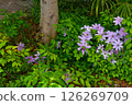 Pink flowers (clematis) 126269709