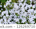 White flower (white azalea) 126269710