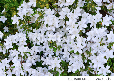 White flower (white azalea) 126269710