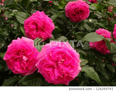 May Flowers 126269741