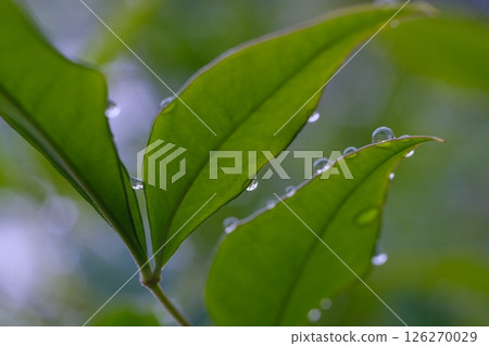 Water droplets on leaves Water droplets on leaves 126270029