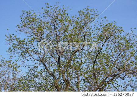 鮮綠的烏桕樹，2025年4月 126270057