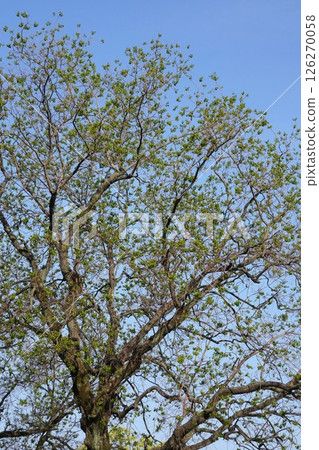 鮮綠的烏桕樹，2025年4月 126270058