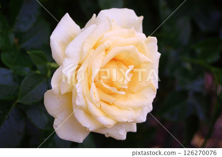 Rose Andre Grandia 126270076