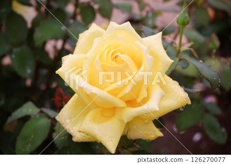 Rose Valencia 126270077