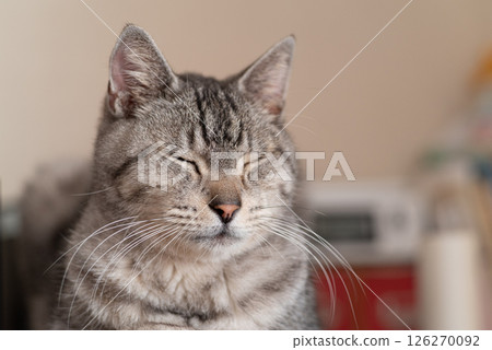 Relaxing cat, Sabatra cat Relaxing cat, Sabatra cat 126270092