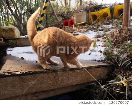 Cute kitten playing happily even in the middle of winter Cute kitten playing happily even in the middle of winter 126270097