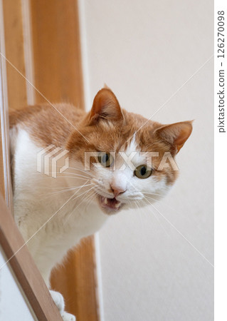 A cat with its face sticking out from the gap of the lattice Brown tiger white A cat with its face sticking out from the gap of the lattice Brown tiger white 126270098