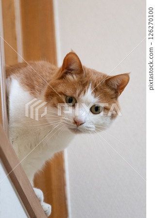 A cat with its face sticking out from the gap of the lattice Brown tiger white 126270100