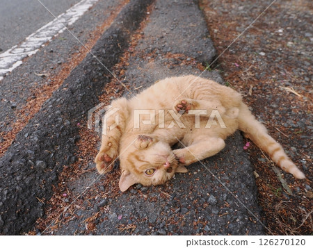 可愛的小貓即使在冬天也快樂地玩耍 126270120