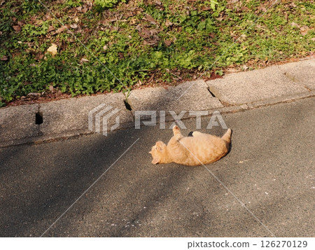 Cute kitten playing happily even in the middle of winter Cute kitten playing happily even in the middle of winter 126270129