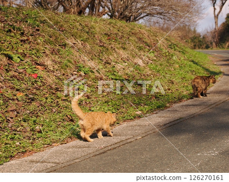 Cute kitten playing happily even in the middle of winter Cute kitten playing happily even in the middle of winter 126270161