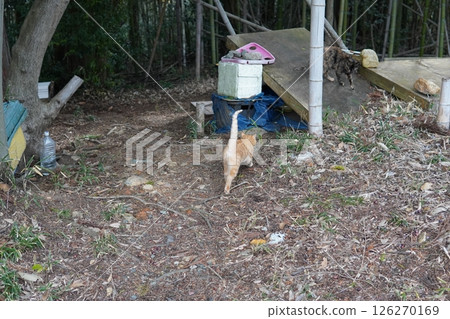 Cute kitten playing happily even in the middle of winter Cute kitten playing happily even in the middle of winter 126270169