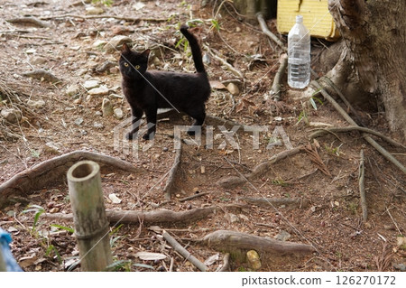 Cute kitten playing happily even in the middle of winter Cute kitten playing happily even in the middle of winter 126270172