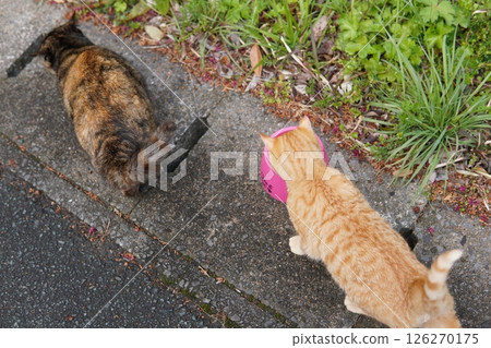 可愛的小貓即使在冬天也快樂地玩耍 126270175