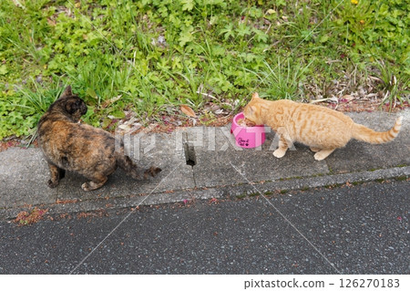 Cute kitten playing happily even in the middle of winter 126270183