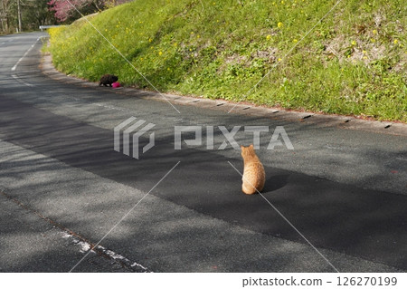 Cute kitten playing happily even in the middle of winter Cute kitten playing happily even in the middle of winter 126270199