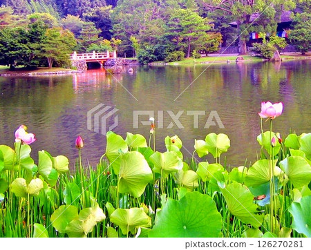夏季夢幻蓮花 126270281