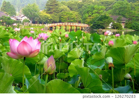 夏季夢幻蓮花 夏季夢幻蓮花 126270283