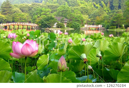 夏季夢幻蓮花 夏季夢幻蓮花 126270284