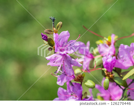 Pink flowers of Siberian rhododendron copy space. Rhododendron dauricum. Spring flowering of Altai rhododendron. Pink flowers of Siberian rhododendron copy space. Rhododendron dauricum. Spring flowering of Altai rhododendron. 126270446