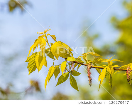 Acer negundo, Box elder, boxelder, ash-leaved and maple ash, Manitoba, elf, ashleaf maple male inflorescences and flowers on branch outdoor. 126270447