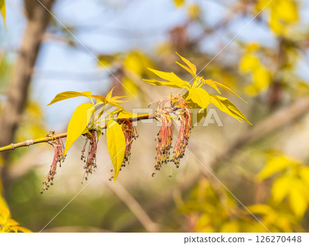 Acer negundo, Box elder, boxelder, ash-leaved and maple ash, Manitoba, elf, ashleaf maple male inflorescences and flowers on branch outdoor. Acer negundo, Box elder, boxelder, ash-leaved and maple ash, Manitoba, elf, ashleaf maple male inflorescences and flowers on branch outdoor. 126270448