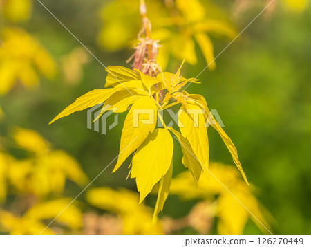 Acer negundo, Box elder, boxelder, ash-leaved and maple ash, Manitoba, elf, ashleaf maple male inflorescences and flowers on branch outdoor. Acer negundo, Box elder, boxelder, ash-leaved and maple ash, Manitoba, elf, ashleaf maple male inflorescences and flowers on branch outdoor. 126270449