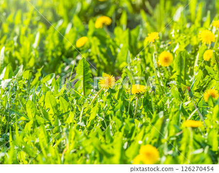 Field of yellow dandelions. Taraxacum officinale, the common dandelion 126270454