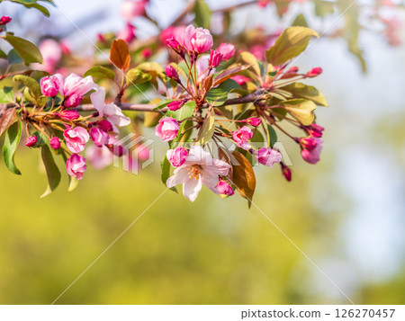 Fresh pink flowers of a blossoming apple tree with blured background 126270457