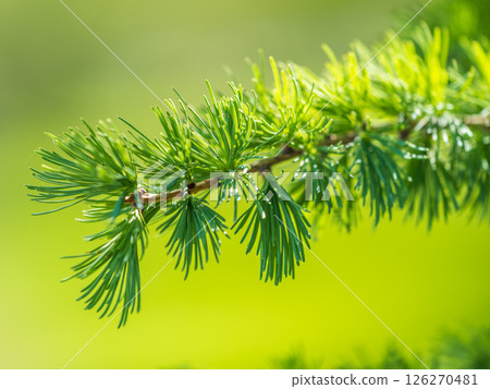 Young branches of larch. Closeup of green larch young needles. Young branches of larch. Closeup of green larch young needles. 126270481