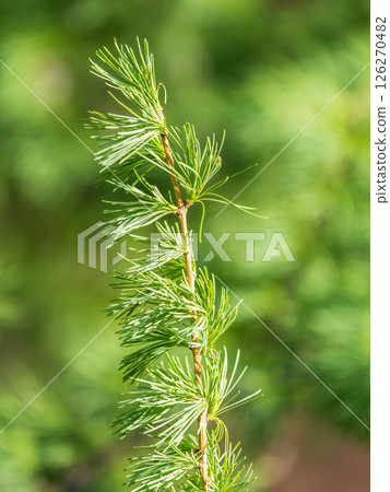 Young branches of larch. Closeup of green larch young needles. Young branches of larch. Closeup of green larch young needles. 126270482