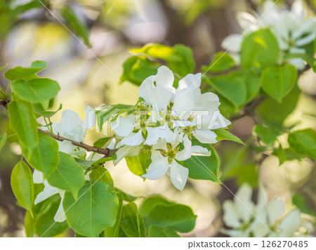 White blossoming apple trees. White apple tree flowers White blossoming apple trees. White apple tree flowers 126270485