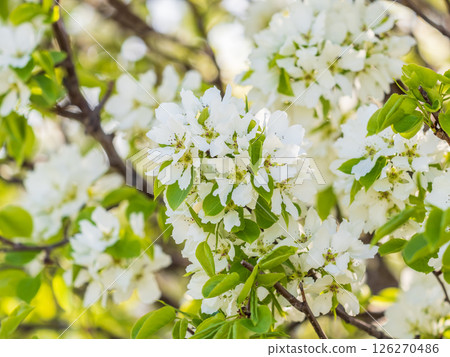 White blossoming apple trees. White apple tree flowers 126270486