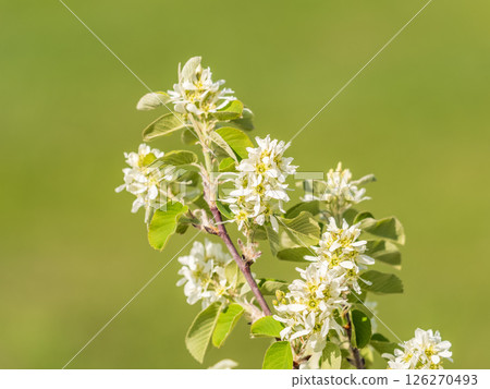 White blossoming apple trees in the sunset light. Spring season, spring colors. 126270493