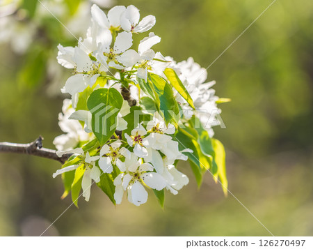 White blossoming apple trees in the sunset light. Spring season, spring colors. White blossoming apple trees in the sunset light. Spring season, spring colors. 126270497