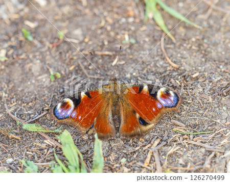 Peacock butterfly on the ground among the grass 126270499
