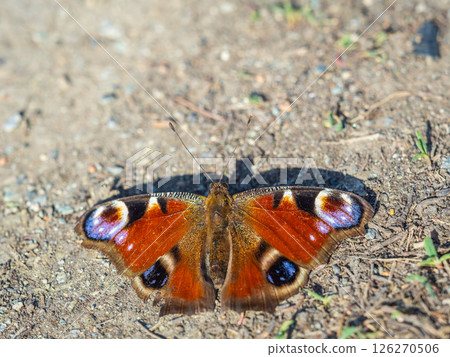 Peacock butterfly on the ground among the grass Peacock butterfly on the ground among the grass 126270506