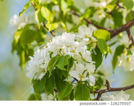 White blossoming apple trees in the sunset light. Spring season, spring colors. 126270507
