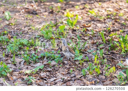 Wood bird Fieldfare, Turdus pilaris, on a sprng lawn. 126270508
