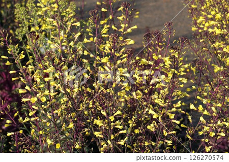 Potato flower, April 2025 126270574