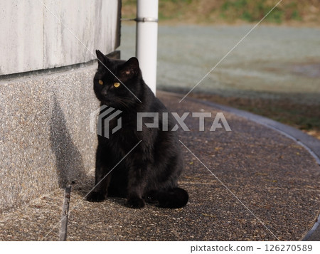 一隻可愛的貓咪即使在冬天也快樂地玩耍 126270589