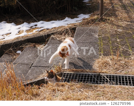 A cute cat playing happily even in the middle of winter 126270596