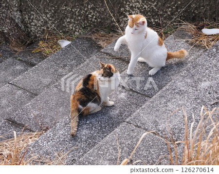 A cute cat playing happily even in the middle of winter 126270614