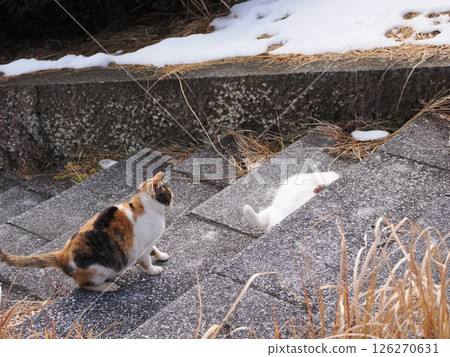 A cute cat playing happily even in the middle of winter 126270631