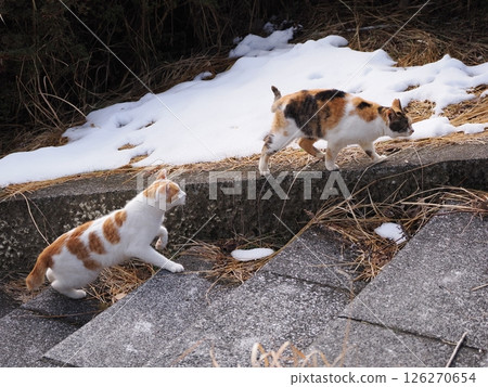 A cute cat playing happily even in the middle of winter 126270654
