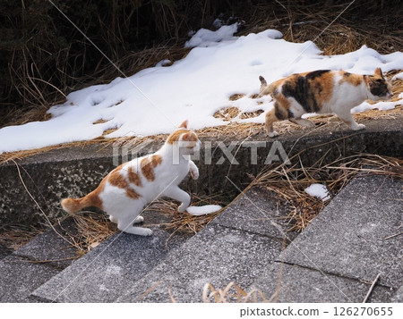 A cute cat playing happily even in the middle of winter 126270655