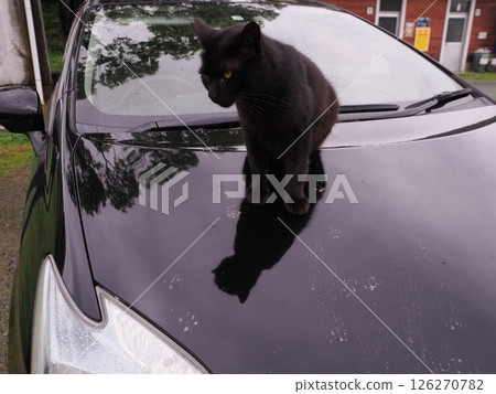 A cat staring at you A cat staring at you 126270782
