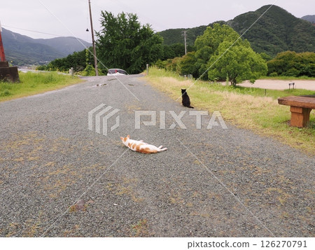 一隻貓盯著你 126270791