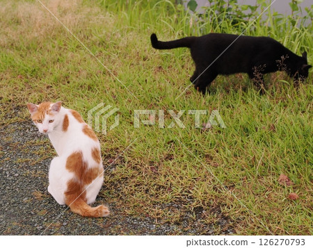 A cat staring at you A cat staring at you 126270793